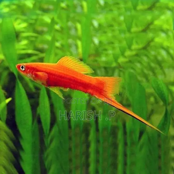 Sword Tail