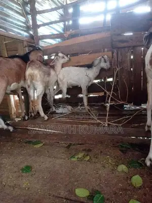 සානන් දෙමුහුන්