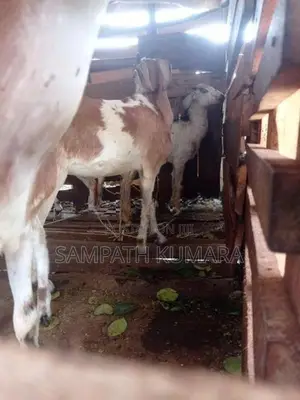 සානන් දෙමුහුන්