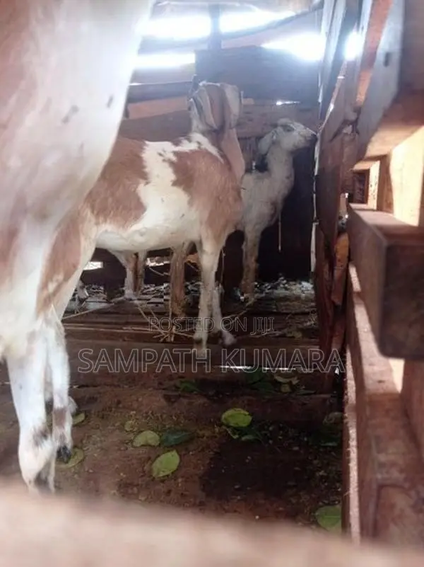 සානන් දෙමුහුන්