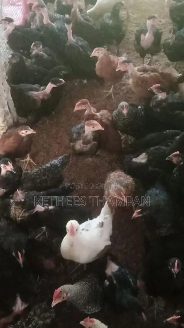 ஊர் கோழி குஞ்சுகள்