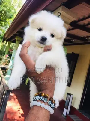 Lion Pomeranian Puppy