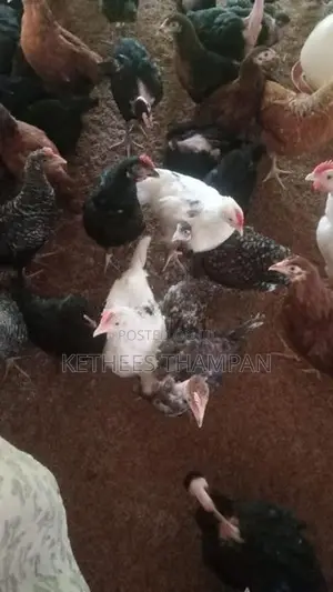 ஊர் கோழி குஞ்சுகள்