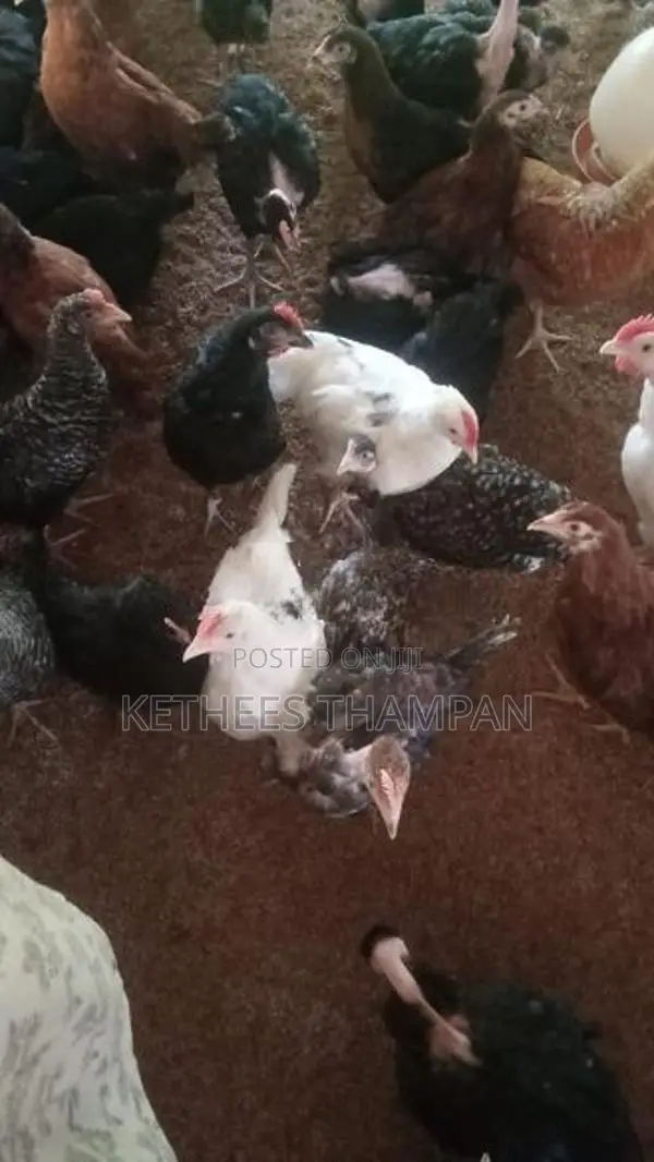 ஊர் கோழி குஞ்சுகள்