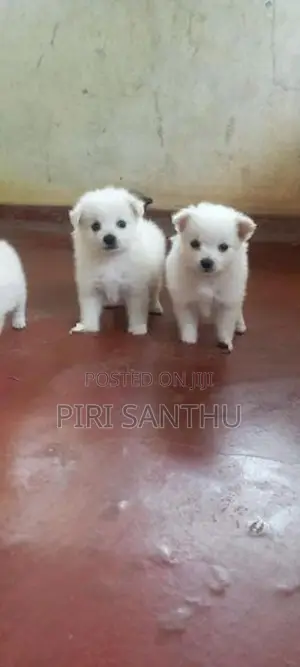 Lion Pomeranian Puppy