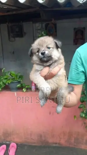 Lion Pomeranian Puppy