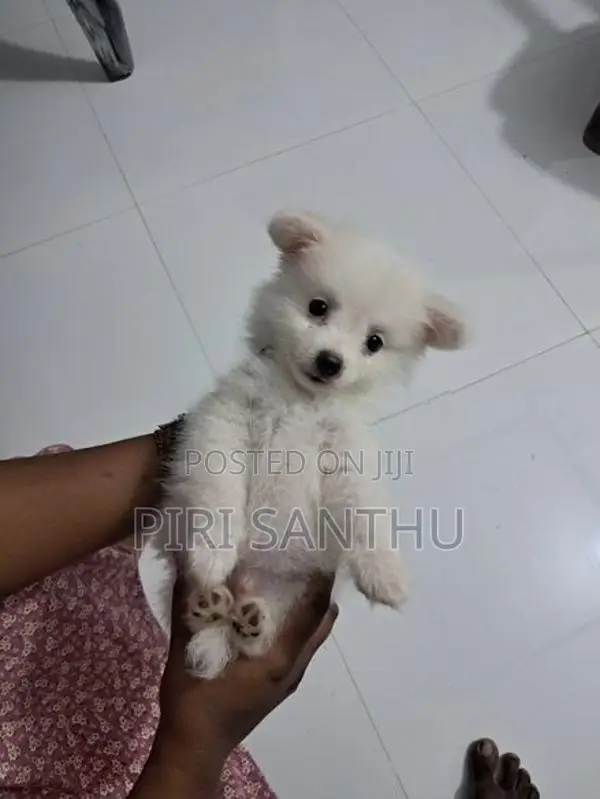 Lion Pomeranian Puppy