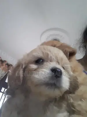 Tibetan Terrier Puppies