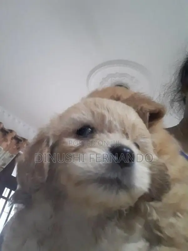 Tibetan Terrier Puppies