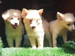 Lion Pomeranian Puppies