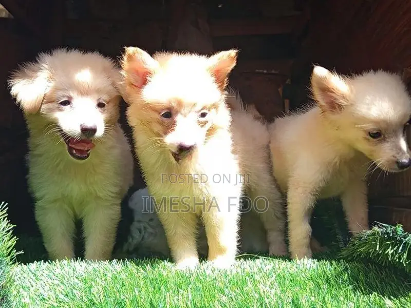 Lion Pomeranian Puppies