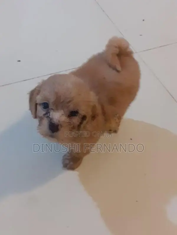 Tibetan Terrier Puppies