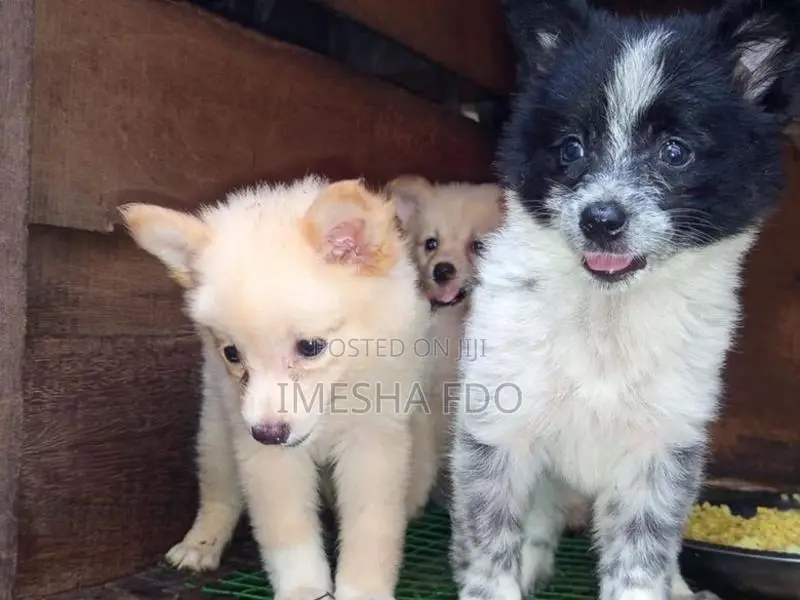 Lion Pomeranian Puppies