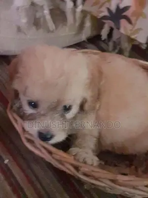 Tibetan Terrier Puppies