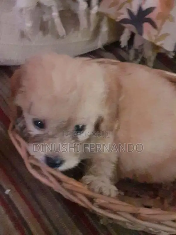 Tibetan Terrier Puppies