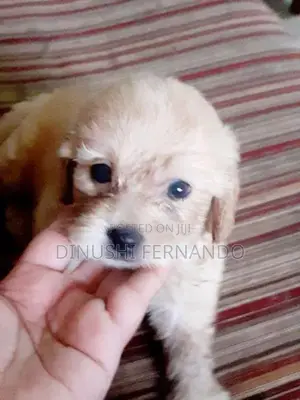 Tibetan Terrier Puppies