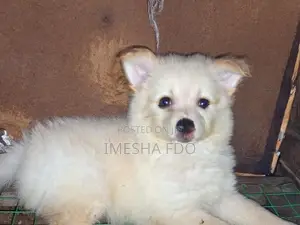 Lion Pomeranian Puppies