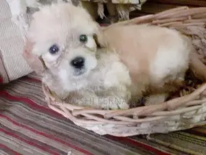 Tibetan Terrier Puppies