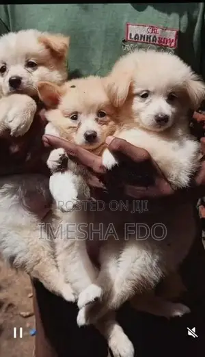 Lion Pomeranian Puppies