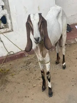 Male Goat