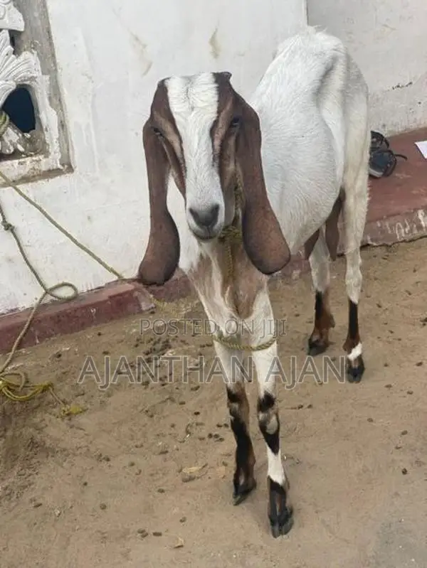 Male Goat