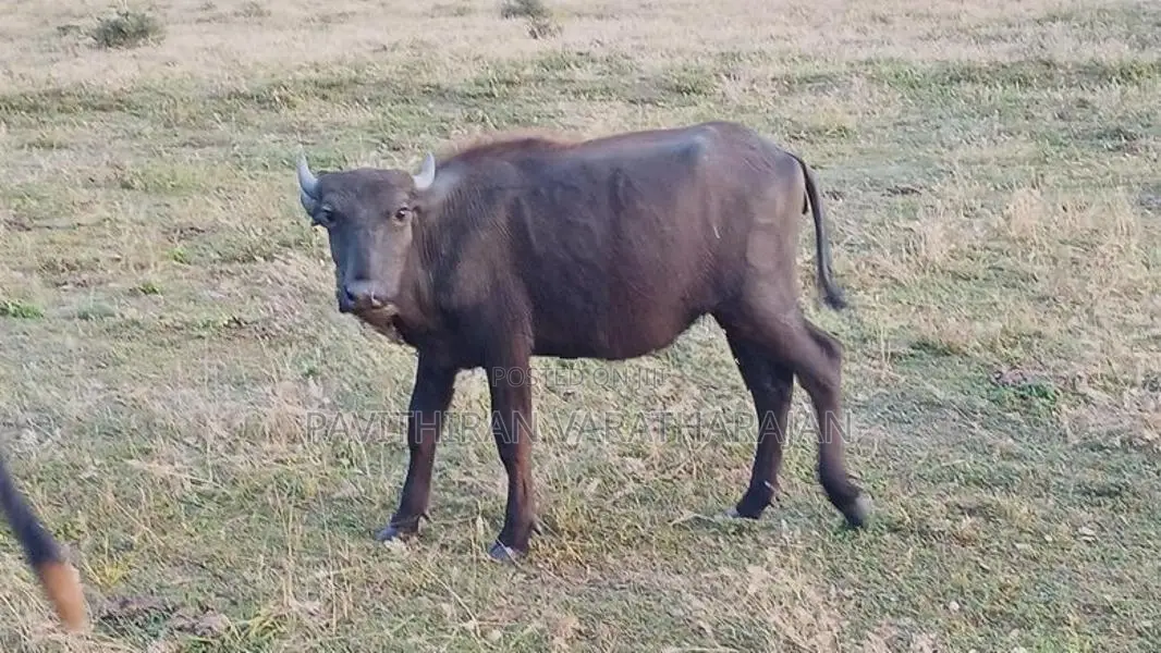 Domesticated Buffalo