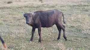Domesticated Buffalo