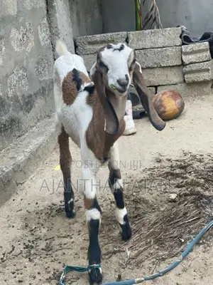 Male Goat