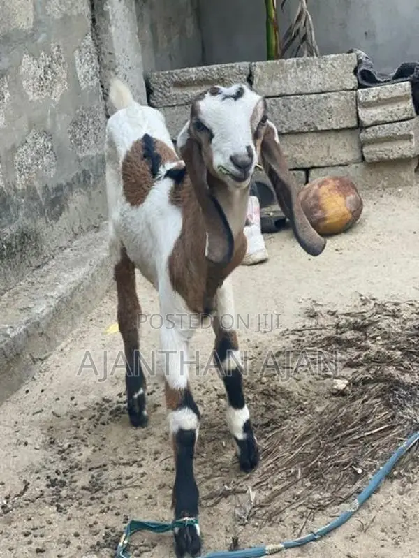 Male Goat