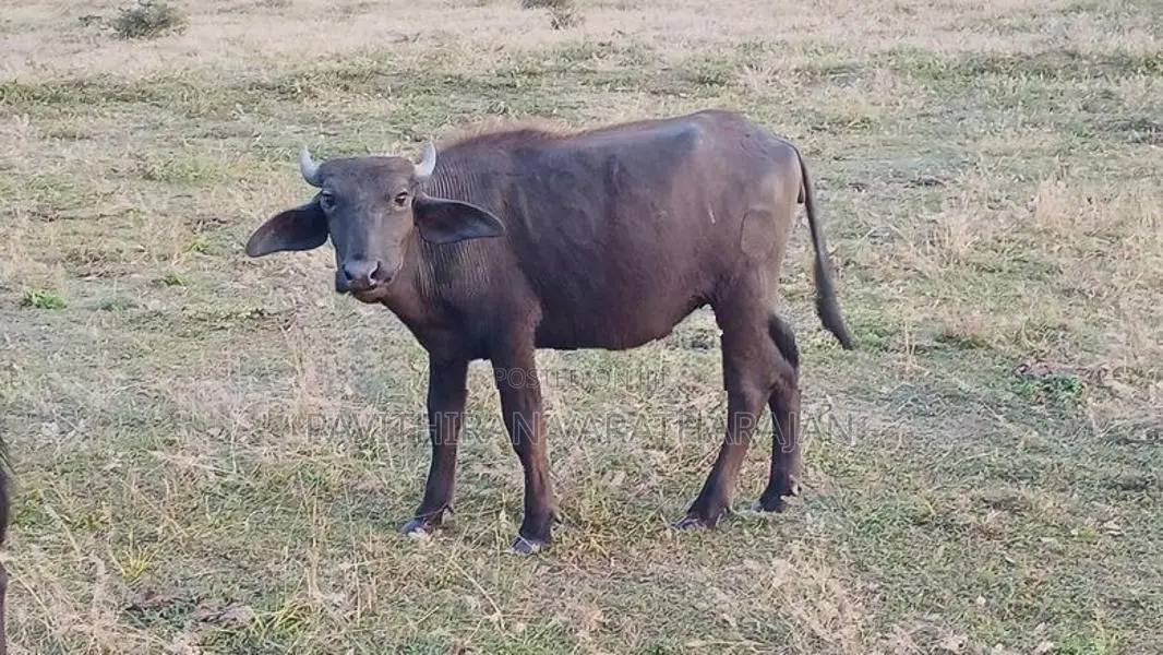 Domesticated Buffalo