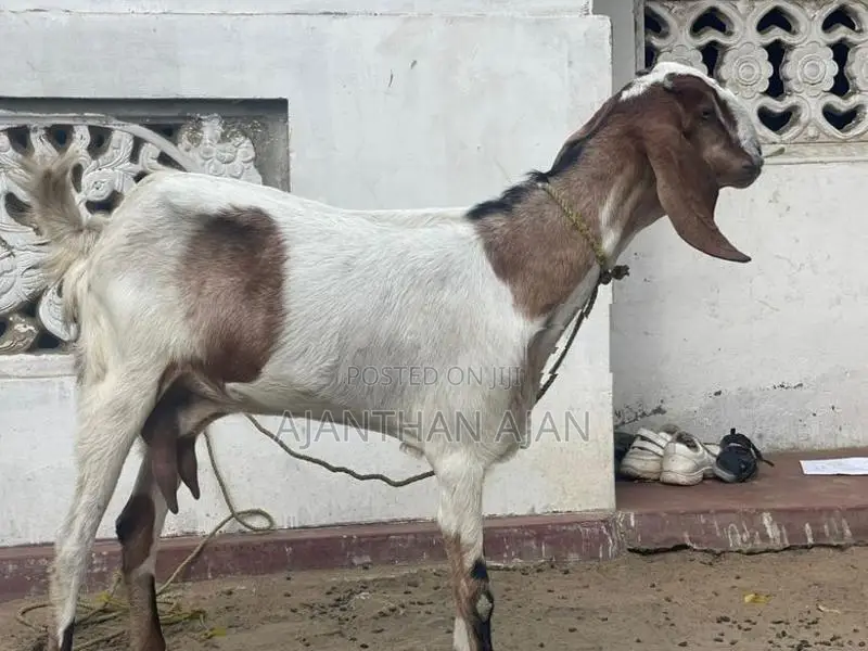 Male Goat