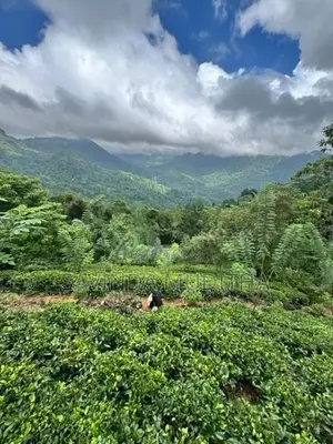 Land for Sale in Ginigathhena