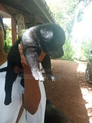 German Shepherd බලු පැටව්