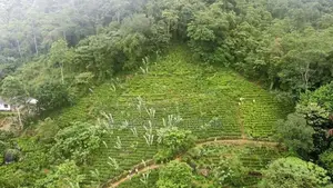 Land for Sale in Ginigathhena
