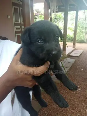 German Shepherd බලු පැටව්