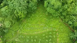 Land for Sale in Ginigathhena
