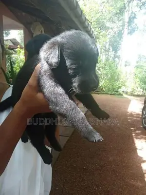 German Shepherd බලු පැටව්