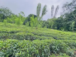 Land for Sale in Ginigathhena