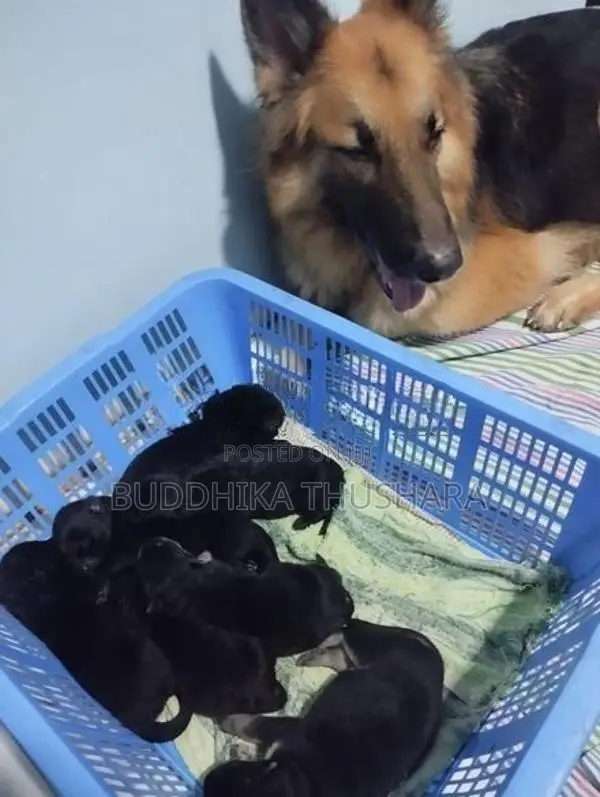 German Shepherd බලු පැටව්