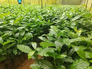 Lak Perakum Arabica Coffee Plants