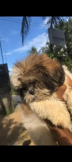 Shih Tzu Puppy