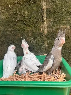Cockatiel Handtamed Chicks