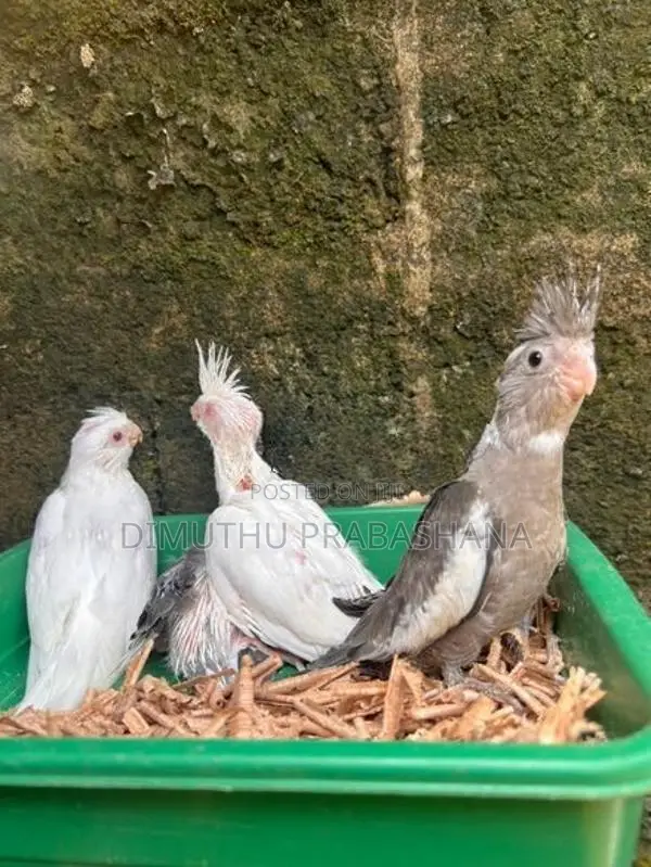 Cockatiel Handtamed Chicks