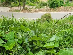 බණ්ඩාරවෙල ඉඩමක්
