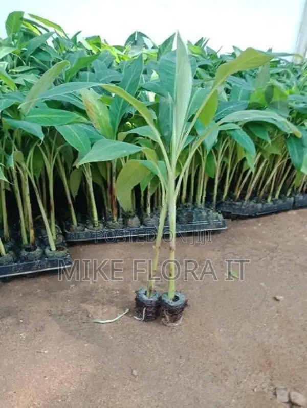 Banana Plants
