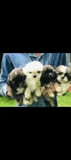 Shih Tzu Puppy