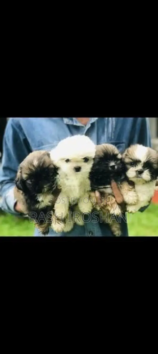 Shih Tzu Puppy