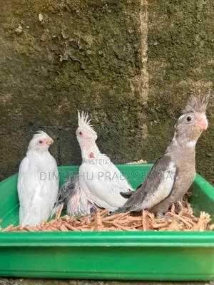 Cockatiel Handtamed Chicks