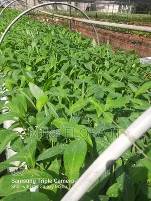 Banana Plants