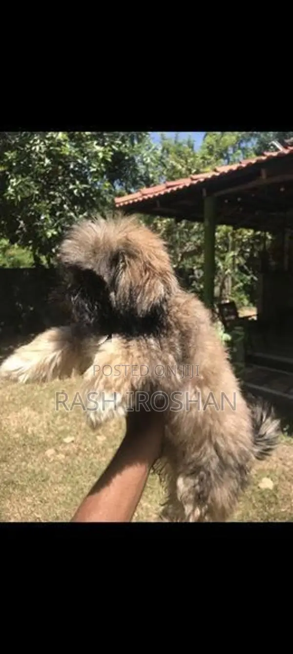 Shih Tzu Puppy